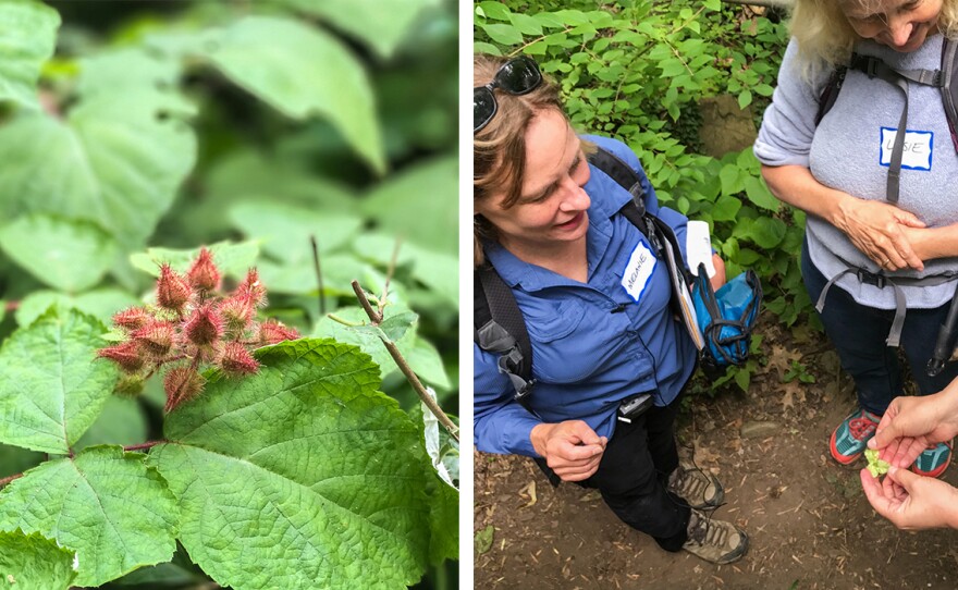 An invasive nonnative plant called Wineberry (left) produces delicious red fruit related to raspberries. Choukas-Bradley and the forest bathers (right) open a bladdernut capsule and see the shiny seeds — like popcorn kernels inside. This forest bathing excursion was sponsored by the Audubon Naturalist Society.