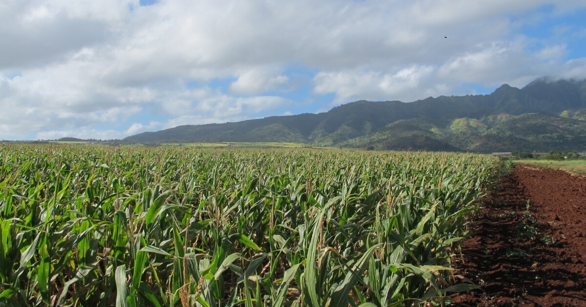 Access to land is one of the biggest issues for Oʻahu farmers