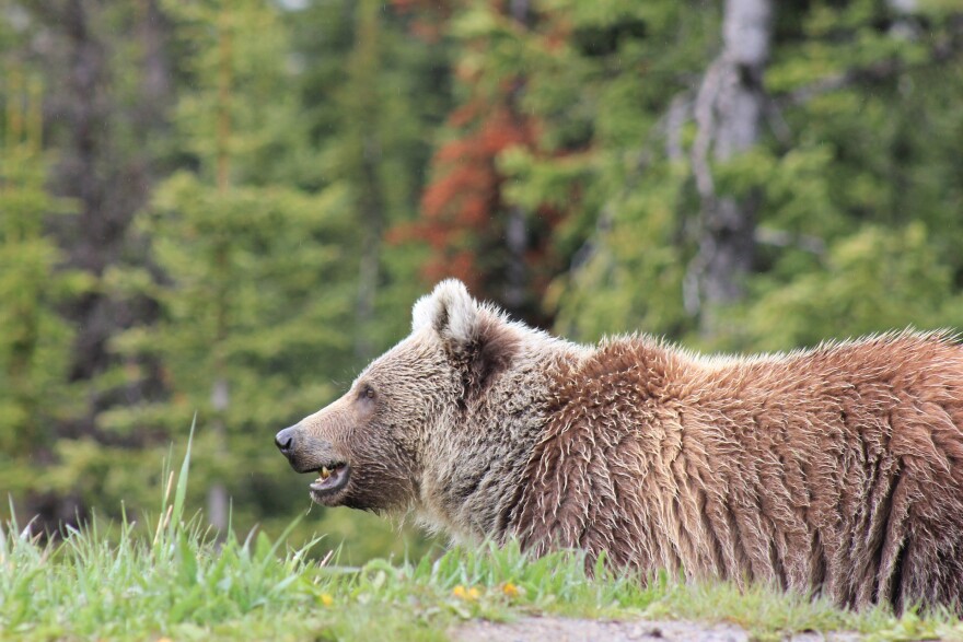 Grizzly bear. Stock photo.