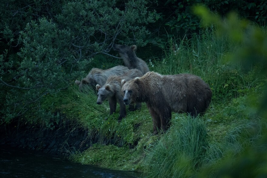 A Kodiak bear and her three cubs look for fish on the bank of the Buskin River on July 31.