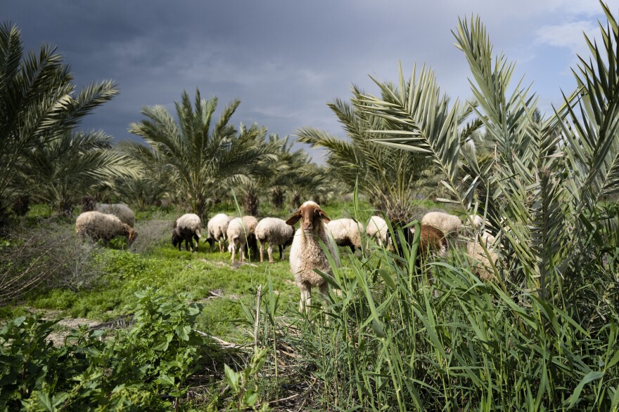 Sheep graze outside one of Israel's "cemeteries of numbers," in the Jordan Valley, one of several cemeteries holding Palestinians who died during attacks against Israel over the past several decades. The cemetery itself is a closed military area.