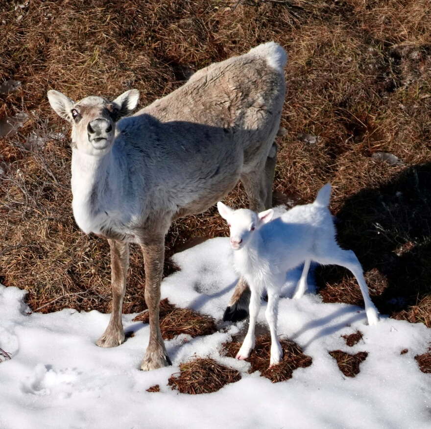 Pruszenski said she was able to take about 10 photos of the calf.