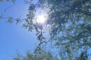 Sun through mesquite 2024