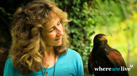 Sy Montgomery standing with a male Harris' hawk named Scooter