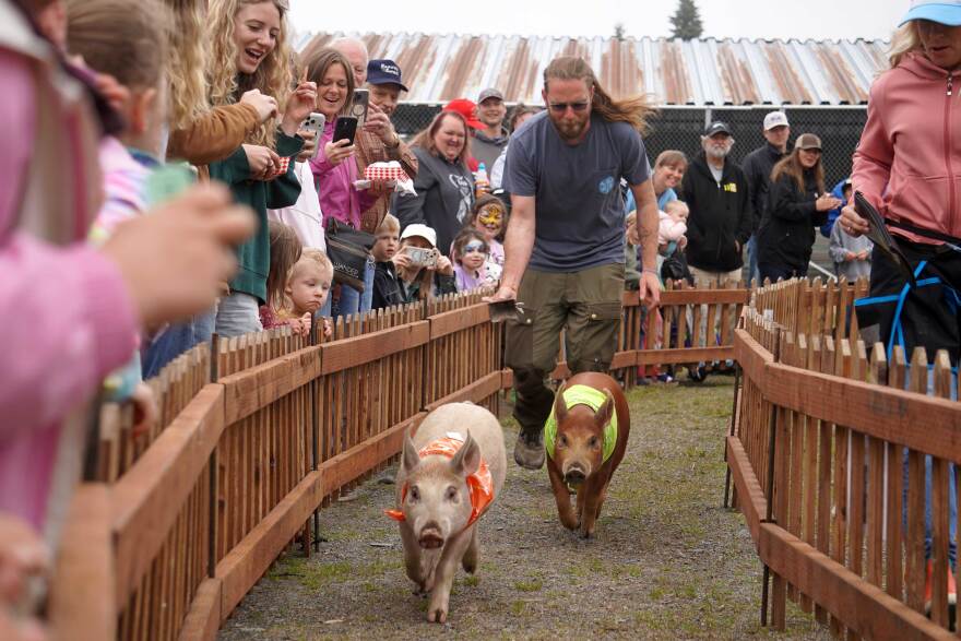 Jack Money, armed with a cowbell, chases a pair of racing pigs at the Kenai Peninsula Fair in Ninilchik, Alaska, on Saturday, Aug. 15, 2026.