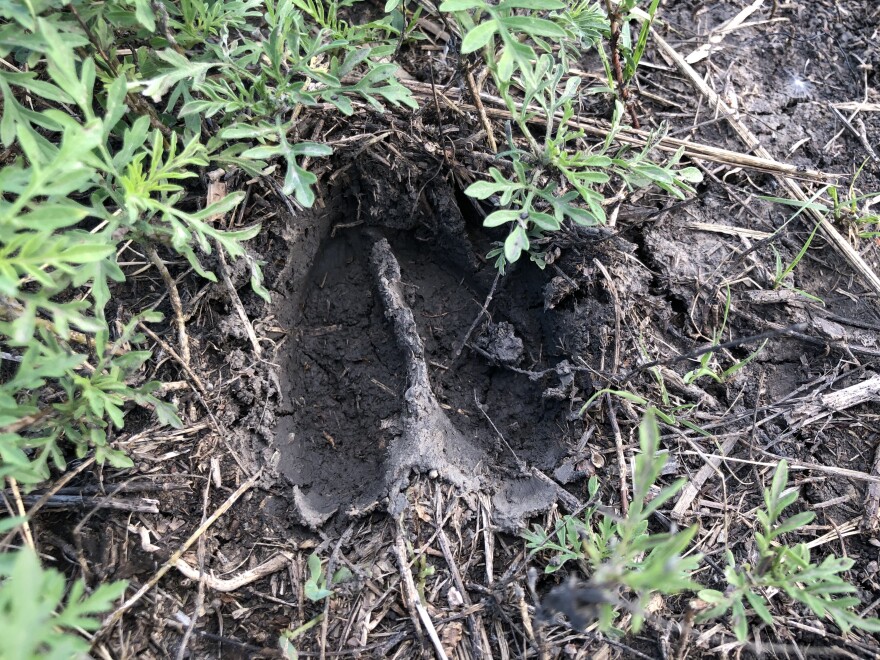 A photo shows deer tracks on a hiking trail in Lawrence.