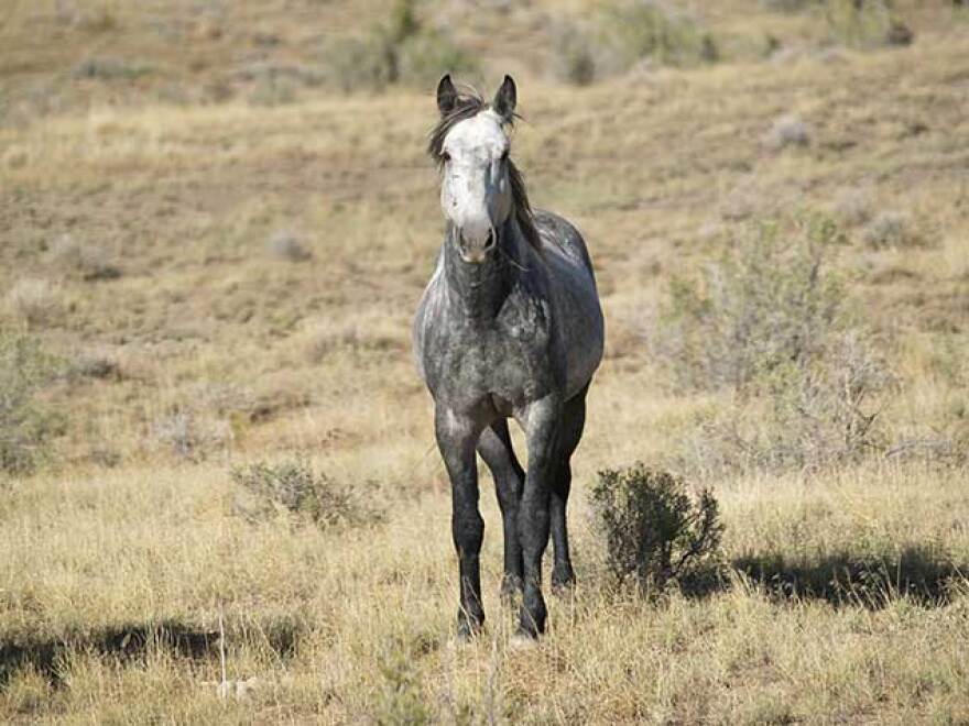 A gray spotted horse stands in a field of golden grasses.