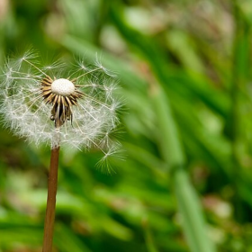 A dandelion (Taraxacum) clock that has been blown by the wind, Tennessee, USA.