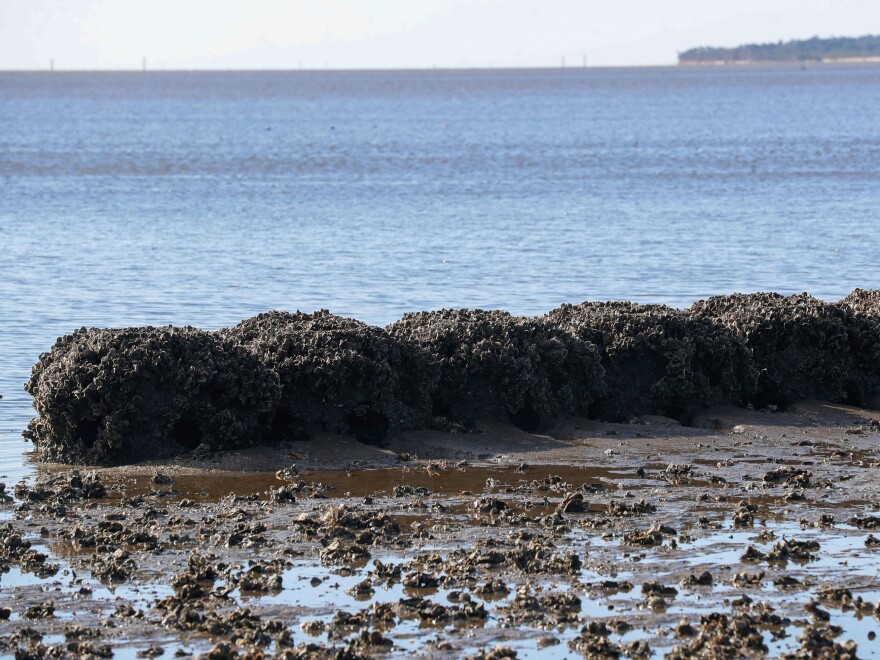 Near Airport Road on Cedar Key, large concrete reef ball structures have been installed to break waves and encourage oysters.