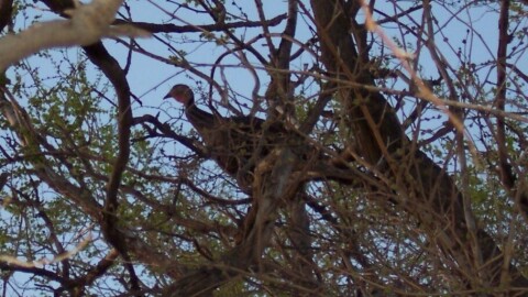 Despite being the butt of a Cincinnati sitcom's joke, bird experts say the heavy-bodied birds can fly.