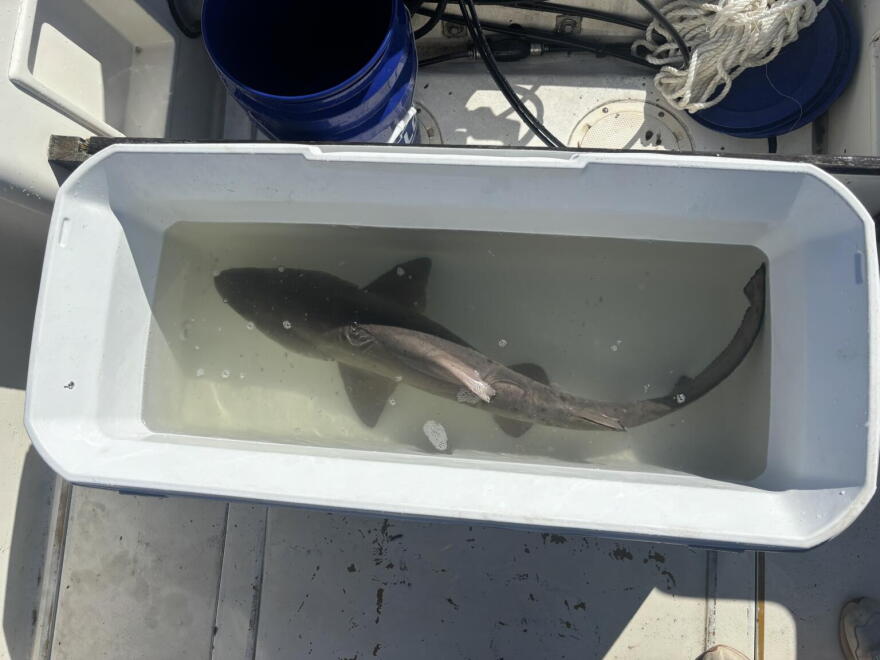 Juvenile sand tiger shark waits for tagging on board.