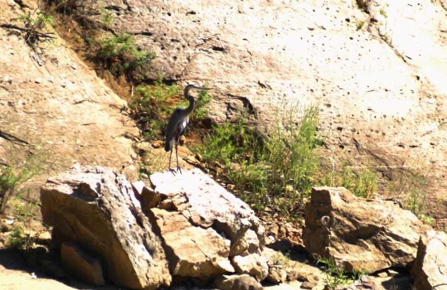 Great_Blue_Heron_-_William_Beckett.jpg