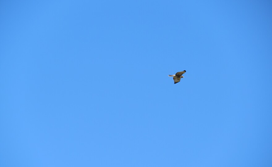 Hawk flying.