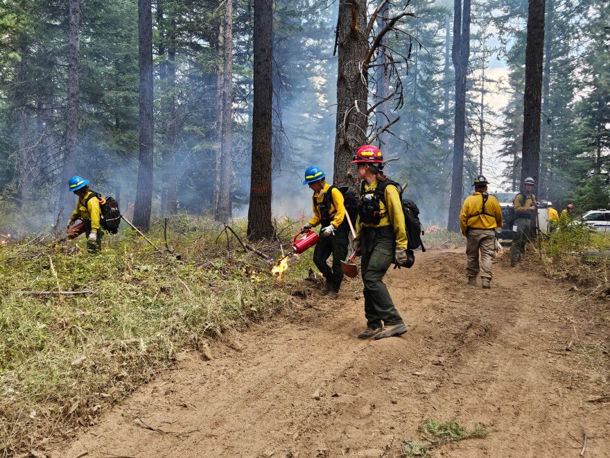 Lighters set the fire as directed by the firing boss Lindsay Chiono, during a prescribed fire near Dayton, WA. Credit: Johanna Bejarano / NWPB)