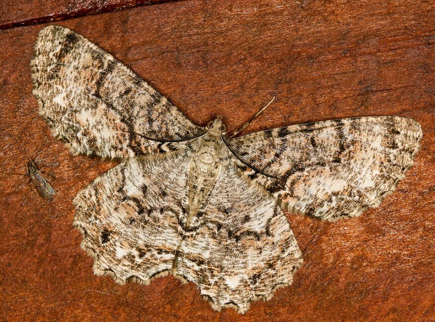 Tulip Tree Beauty Moth