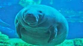 The number of manatee deaths caused by watercraft could hit an all-time high in Florida this year.