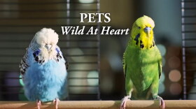 NATURE - Pets: Wild At Heart - Secretive Creatures