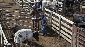 Cattle are herded into a sale arena at the Oklahoma National Stockyards in Oklahoma City, Tuesday, April 24, 2018. (Sue Ogrocki/AP)