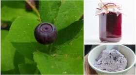 Low snowpack and a late frost targeted Idaho's 2026 huckleberry season.