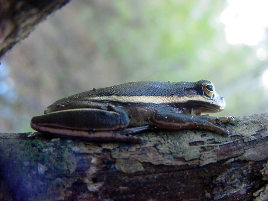 A Green Tree Frog Can Be Blue