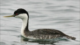 westerngrebe1lr