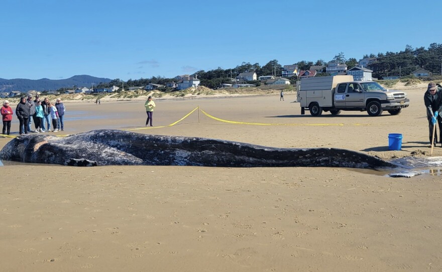 A dead gray whale on a beach near Florence, March 26, 2026.