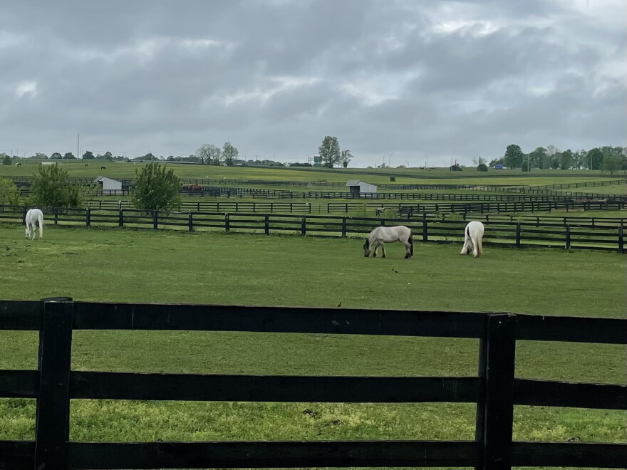 Horse grazing at the Kentucky Horse Park 05-06-24