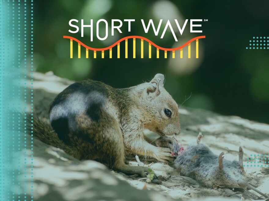 Scientists document carnivorous squirrels in California who hunt