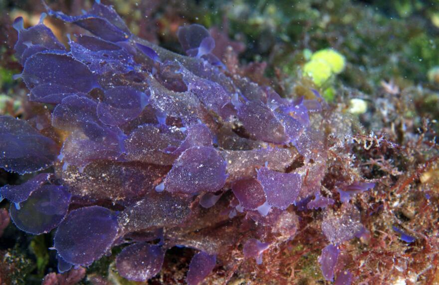 Martensia lauhiekoeloa was discovered in deep reefs of Papahānaumokuākea.