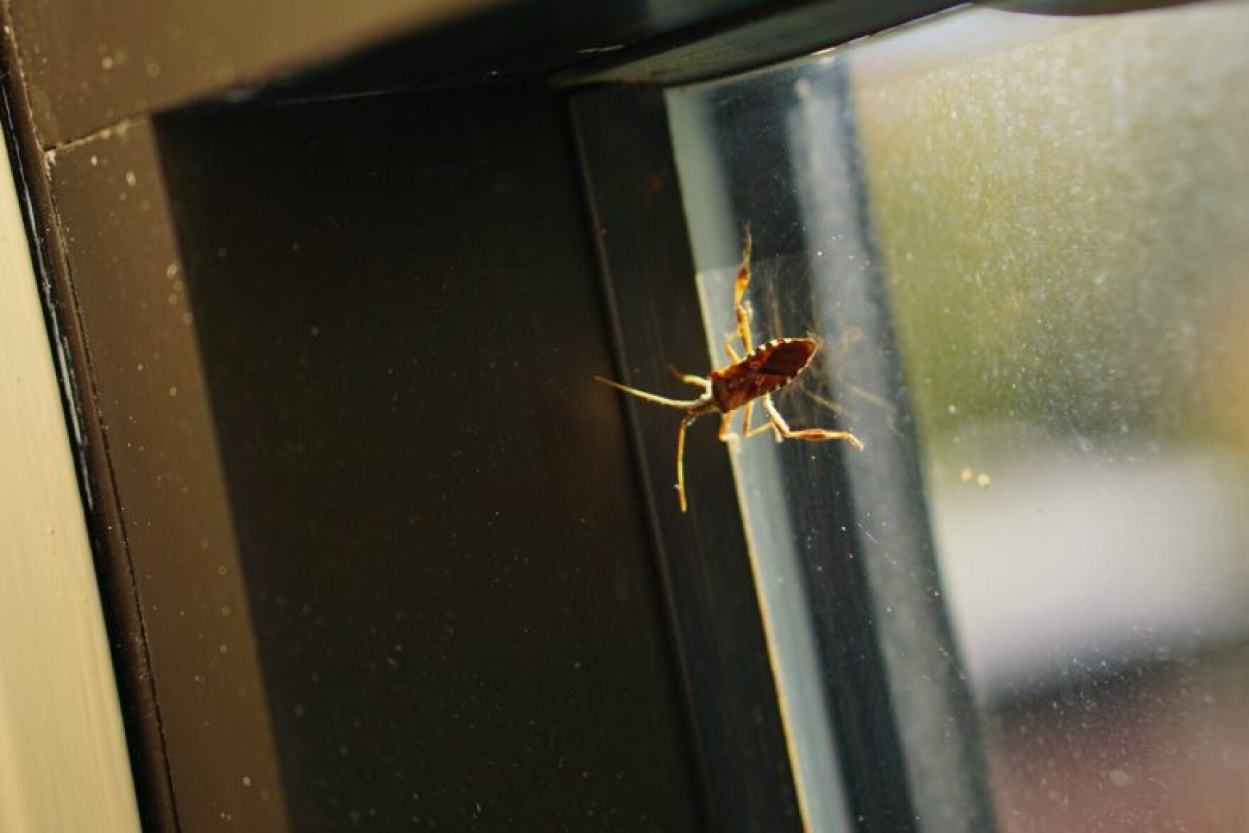 Are home invading stink bugs more common this year? | New Hampshire ...