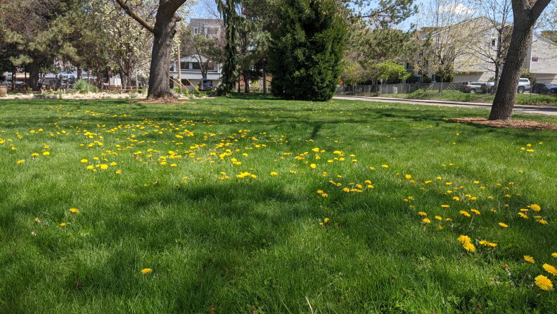 Here's a look at Ann Morrison Park under the pilot program.