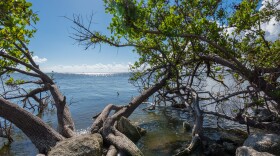 The proposed Grove Land Reservoir and Stormwater Treatment Area Project would aim to improve water quality in the polluted Indian River Lagoon, by diverting stormwater discharges away from where they currently enter the lagoon, then treating and storing it, to potentially boost Central Florida's water supply.