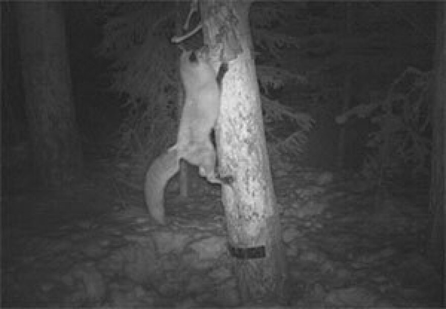 A forest camera trap captured this red fox in northwest Wyoming.