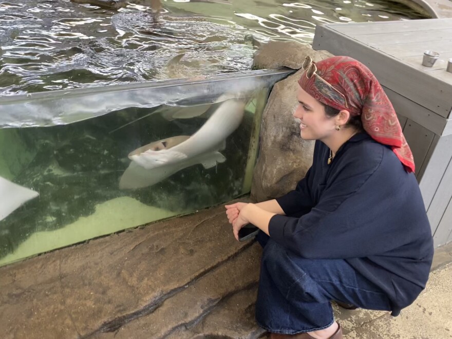 KERA's Alexsis Jones feeds the cownose rays at Children's Aquarium Dallas.