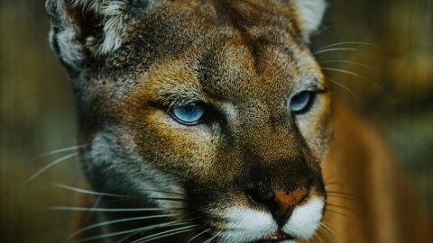 There are more than 6,000 cougars in Oregon