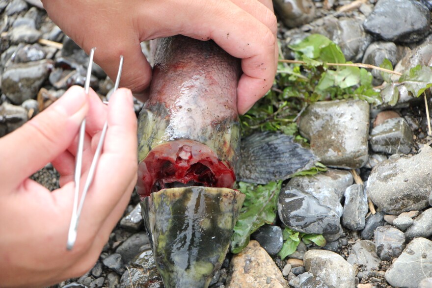 A salmon head is cut open to extract its otolith in August 2019.