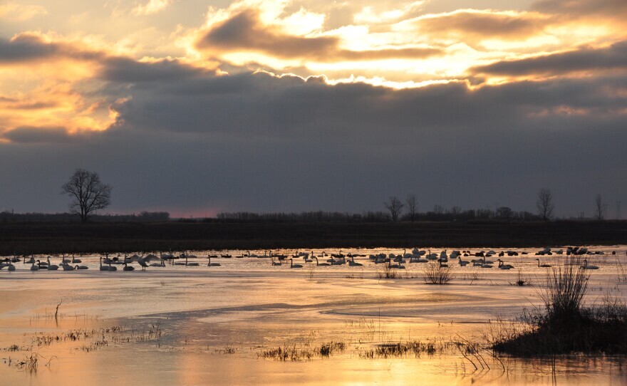 Trumpeter swans congregate on Pintail Pond at the Audubon Center at Riverlands. Each year, hundreds of swans spend the winter in the wetlands near the Mississippi River.