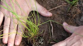 Member of Swamp Head Brewery plants a longleaf pine seedling in January 2019 at Little Orange Creek Preserve in Hawthorne, Florida. Since 2015, 584,379 trees have been planted because of the Tree Fest. (Photo courtesy of Swamp Head Brewery)