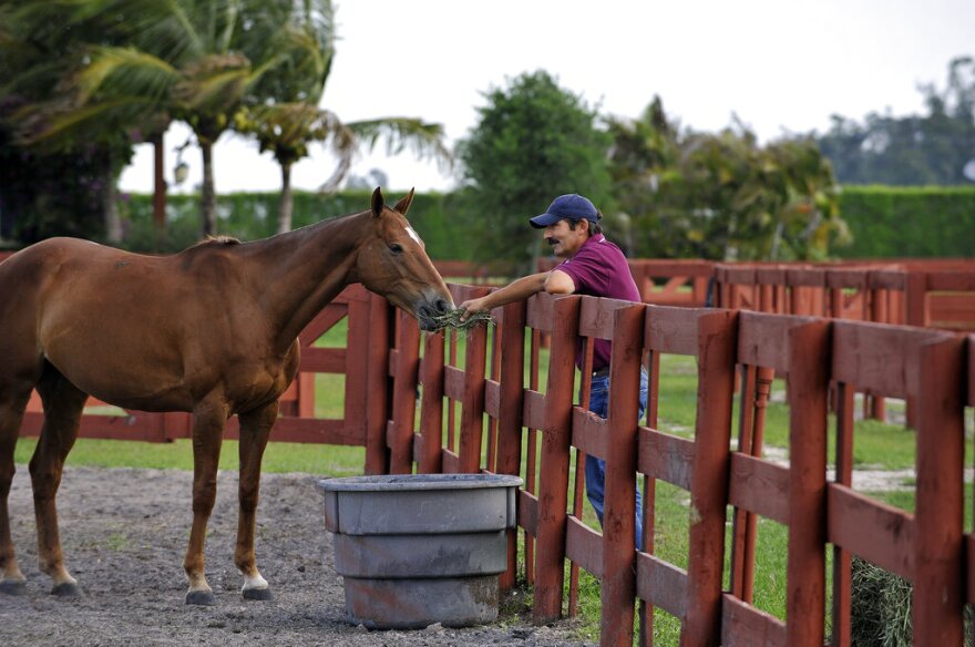 A man feeds a horse.