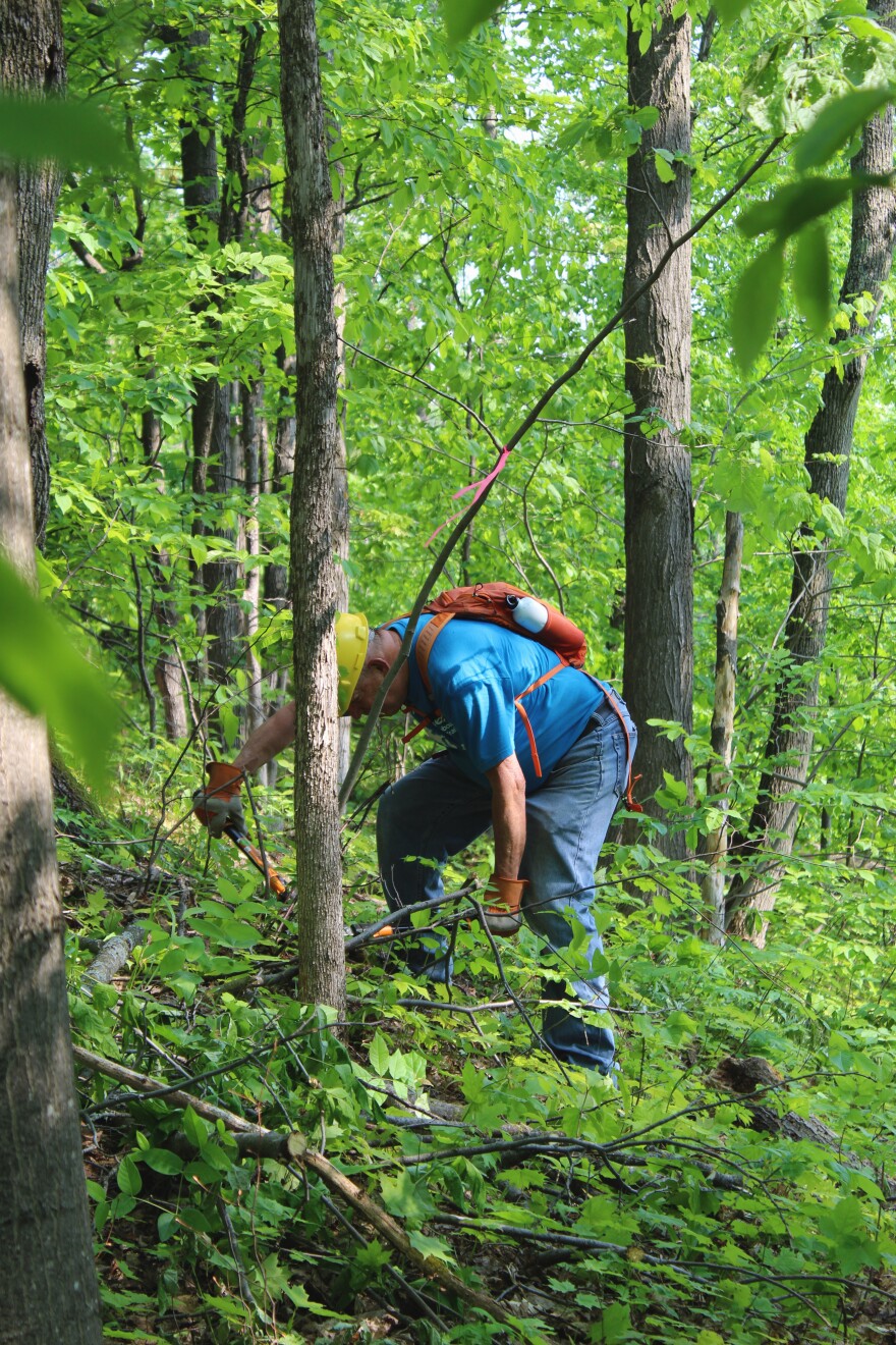 North Country Trail Association Project Coordinator Duane Lawton cuts branches to clear a path for the trail.