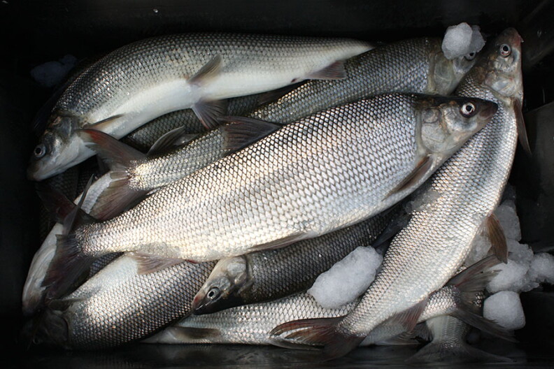 Lake whitefish on ice. The popular fish's reproduction rates declined to the point there's concern about whether commercial fishing will be viable in the future.
