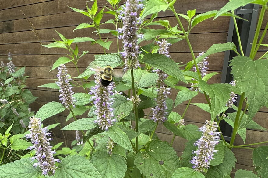 Linn County resident Ann Hammond spotted a rusty patched bumblebee in August 2021, a few years after beginning native habitat restoration on her property.