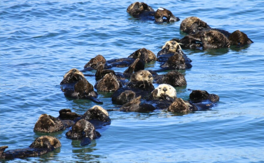 021220TB_SeaOtters_USFWS.jpg