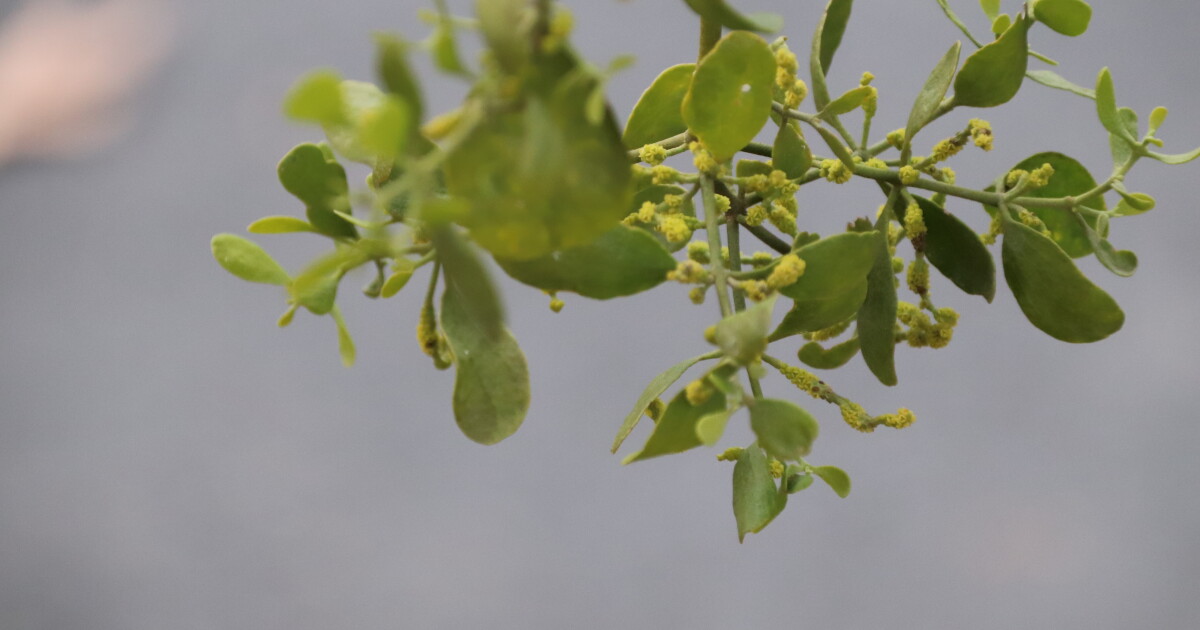 Did You Know Mistletoe Grows On Trees? We Didn't, Until We Went Outside ...