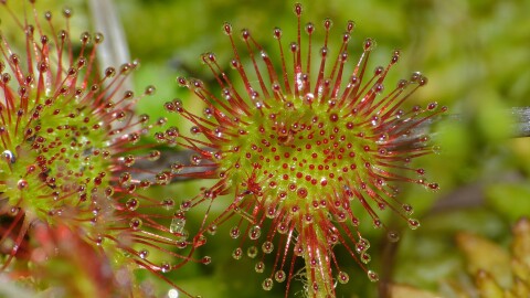 Round-leaved Sundew