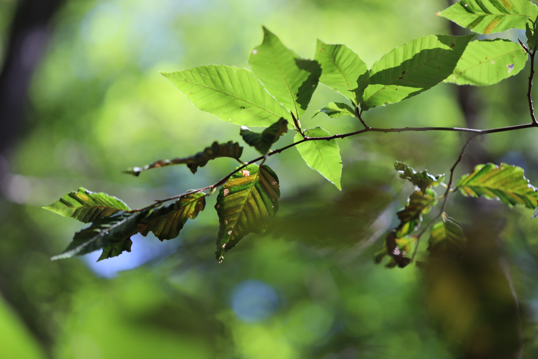 NH beech trees are struggling amid beech leaf disease | New Hampshire ...
