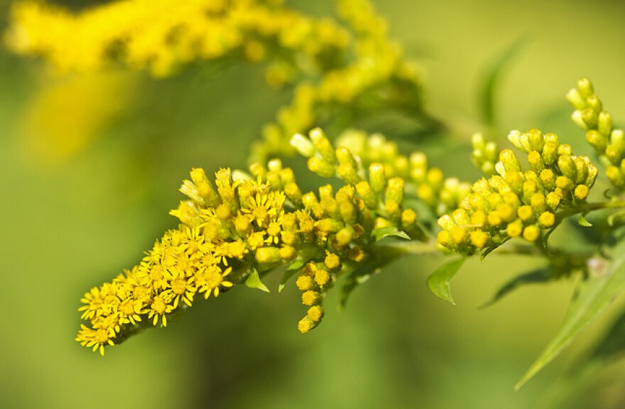 Gardening With New England's Native Plants Connecticut Public