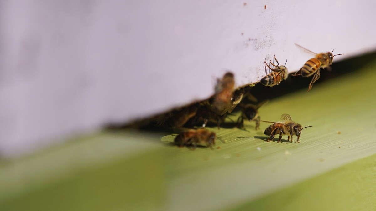 Akron-Canton Airport introduces millions of bees to the airfield - Vimarsana News