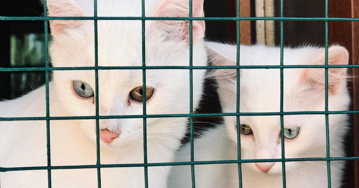 Sales of cats, dogs by pet stores would eventually end in MN under proposal Sales of cats, dogs by pet stores would eventually end in MN under proposal