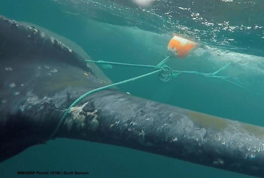 Responders cut Dungeness crab fishing gear off this humpback whale in Monterey Bay in 2016. SCOTT BENSON / NOAA FISHERIES
